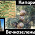 kiparis-vechnozelenyiy