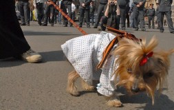 Георгиевская ленточка в качестве собачьих ошейников