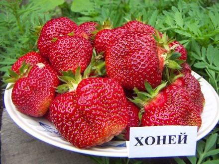 Сорт клубники Хоней