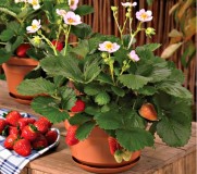 Клубника кустовая