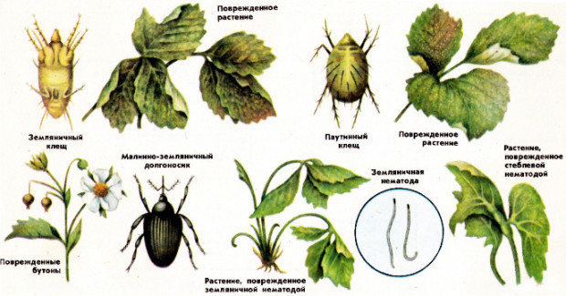враги клубники