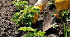 Как правильно рассаживать клубнику