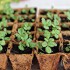 Клубника из семян — в домашних условиях
