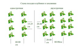 схема посадки клубники