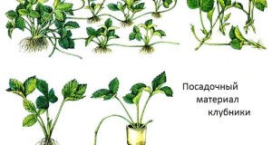 как пересадить клубнику