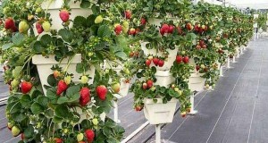 Вертикальные грядки для клубники
