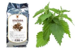 крапива трава