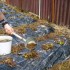 Подкормка клубники куриным пометом