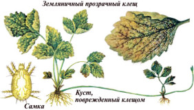 земляничный клещ листья клубники